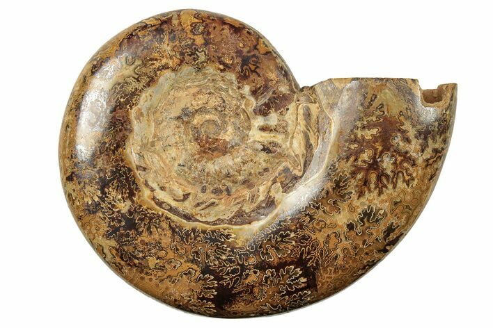 Jurassic Ammonite (Hemilytoceras) Fossil - Madagascar #226726